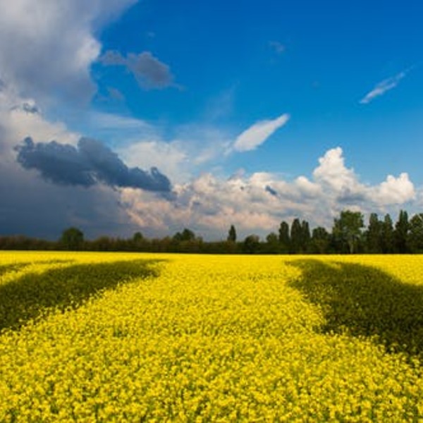 Ukraine / pexels